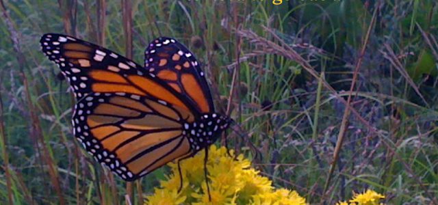 Once Transformed, No Need to Go Back. Butterfly Emerging.