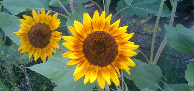 Sunflower.001.jpeg